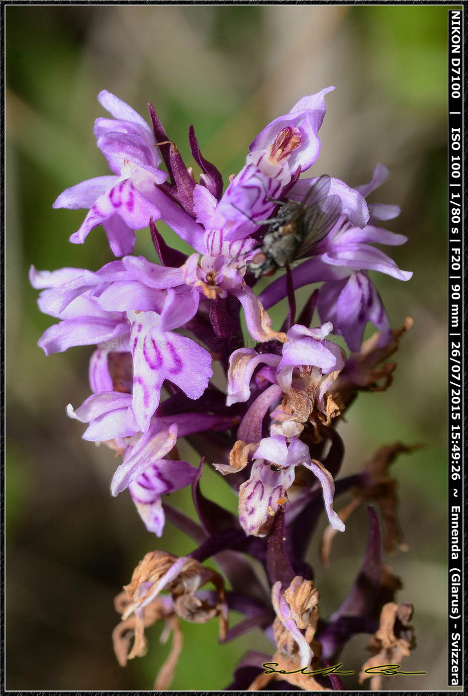 Svizzera - Dactylorhiza maculata subsp fuchsii